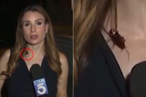 Cockroach “walks” on the journalist, she continues the live broadcast impassively: “I knew it was there”