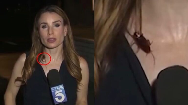 Cockroach "walks" on the journalist, she continues the live broadcast impassively: "I knew it was there"