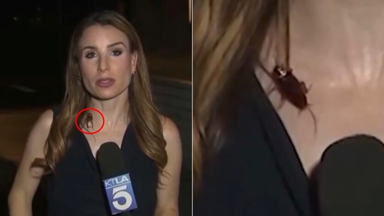 Cockroach "walks" on the journalist, she continues the live broadcast impassively: "I knew it was there"