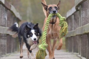 Even dogs become addicted to playing (and owners of these breeds know it well)