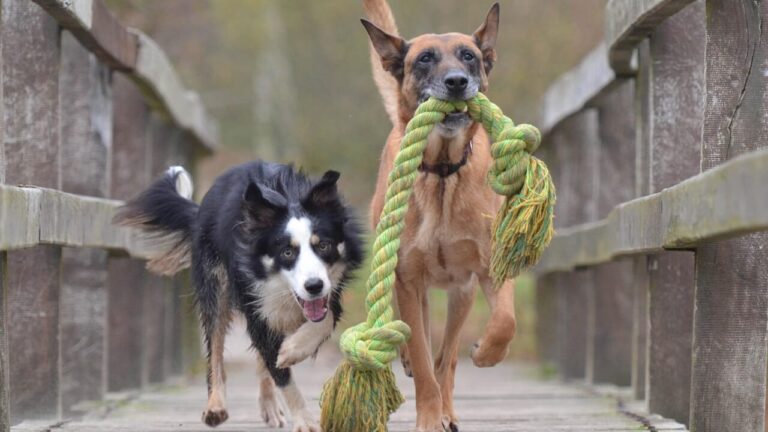 Even dogs become addicted to playing (and owners of these breeds know it well)