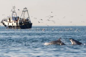 In the "desert" Adriatic dolphins depend on fishing boats to avoid starving
