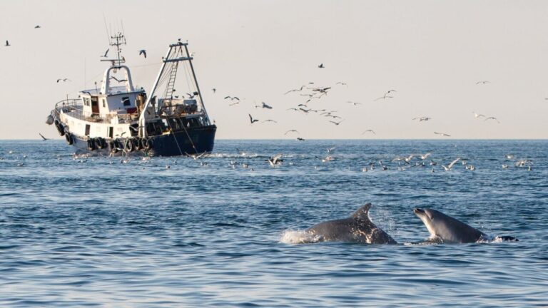 In the "desert" Adriatic dolphins depend on fishing boats to avoid starving