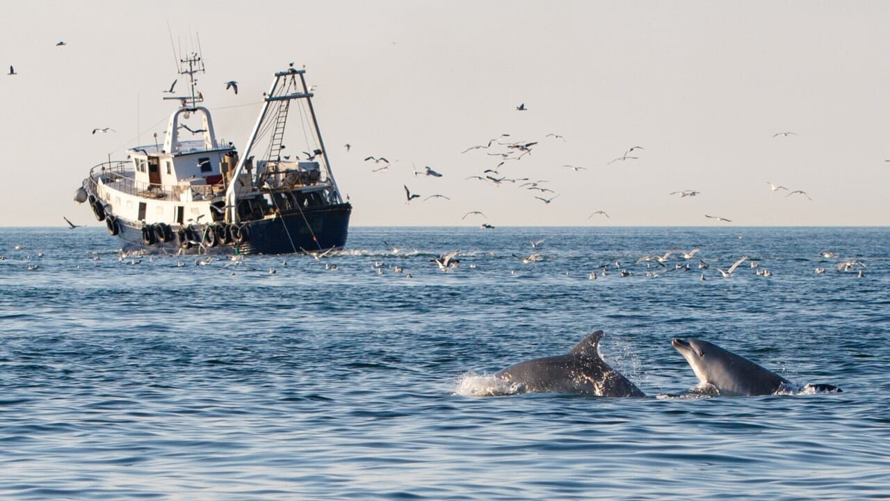 In the "desert" Adriatic dolphins depend on fishing boats to avoid starving