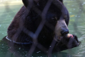Pensioner surprises a bear while rummaging in the fridge at home. He could be a serial thief