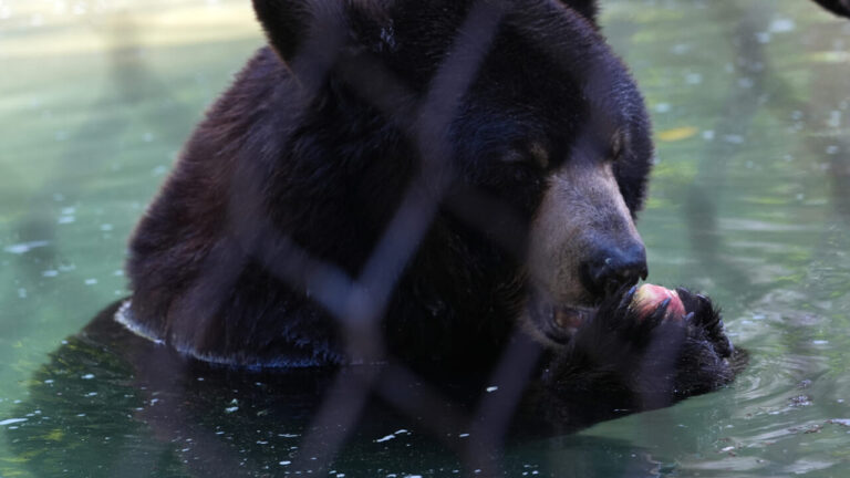 Pensioner surprises a bear while rummaging in the fridge at home. He could be a serial thief
