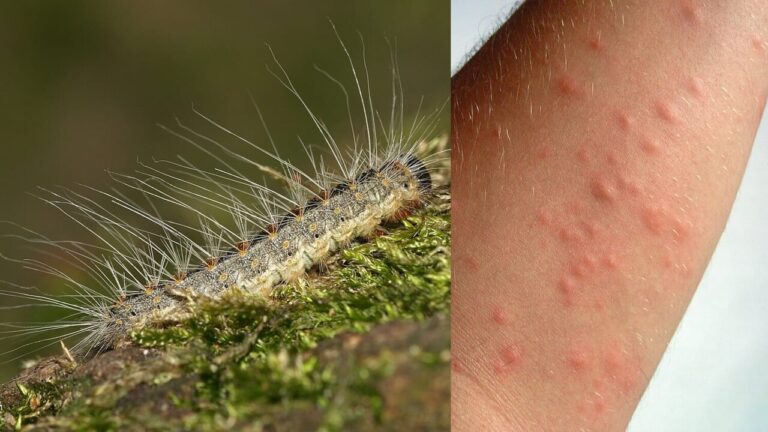 The caterpillar with 800 thousand stinging hairs is multiplying thanks to the record heat