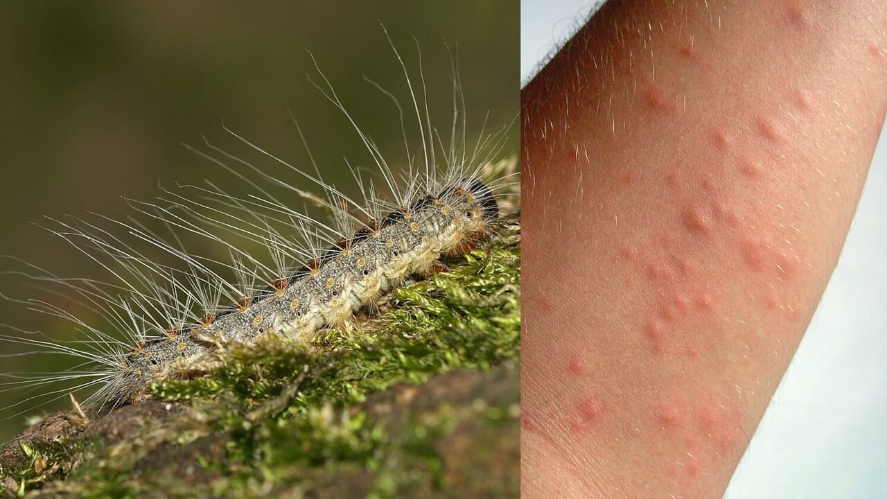 The caterpillar with 800 thousand stinging hairs is multiplying thanks to the record heat
