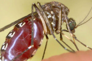 Goodbye zampirone: drones, lasers, GMO males and super bacteria are coming against mosquitoes