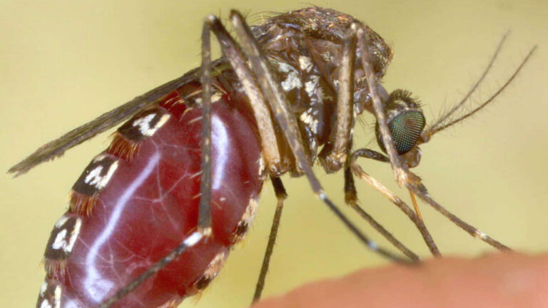 Goodbye zampirone: drones, lasers, GMO males and super bacteria are coming against mosquitoes