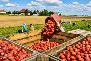 Heat effect, so the South has lost the lead: guess where the majority of Italian tomatoes come from