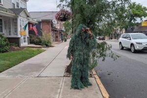 The policeman disguised as a plant instead of a speed camera: the fines are pouring in