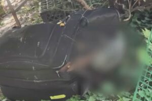 “There is a woman’s body in a suitcase”: the special operation is triggered, but she was a sexy doll