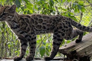 Between a cat and a leopard, the first new species of feline discovered in over a century comes from Bolivia