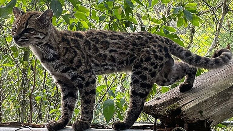 Between a cat and a leopard, the first new species of feline discovered in over a century comes from Bolivia