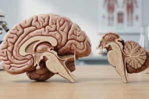 A brain? In truth they are two distinct and separate organs