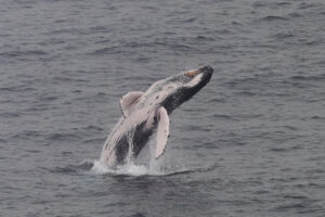 Iceland towards ban on whaling: only Norway and Japan remain