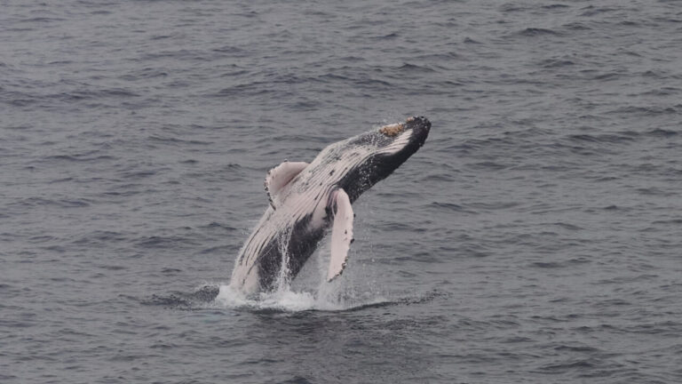 Iceland towards ban on whaling: only Norway and Japan remain