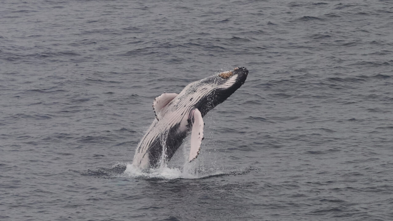 Iceland towards ban on whaling: only Norway and Japan remain