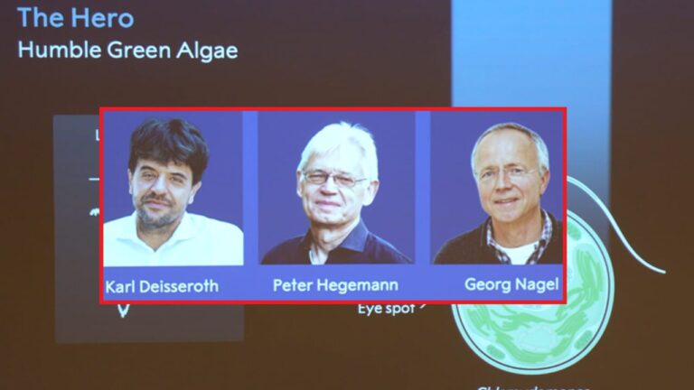 Nobel Prize for Medicine to Deisseroth, Hegemann and Nagel: who are the three scientists who understood how the brain organizes emotions and memories