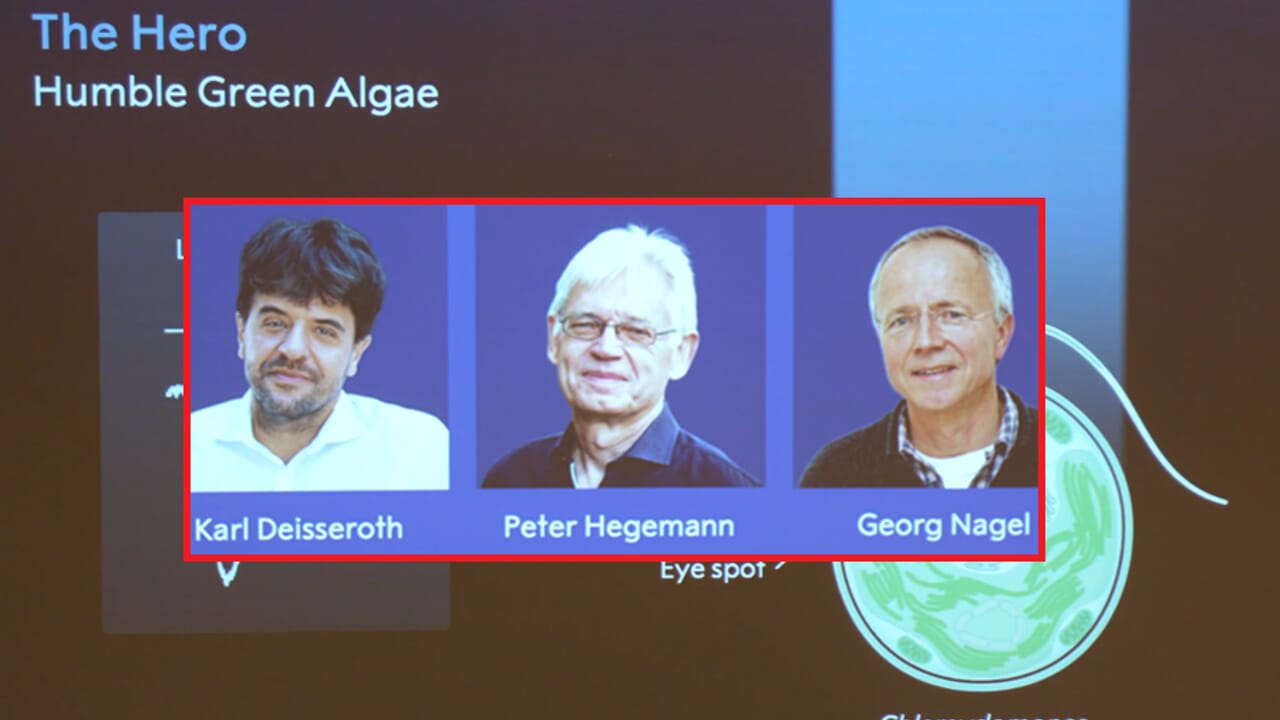 Nobel Prize for Medicine to Deisseroth, Hegemann and Nagel: who are the three scientists who understood how the brain organizes emotions and memories