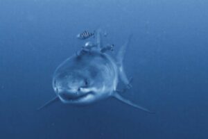 She goes swimming, shark bites off her arm and leg: “She was wearing a deterrent bracelet, but it made no difference”