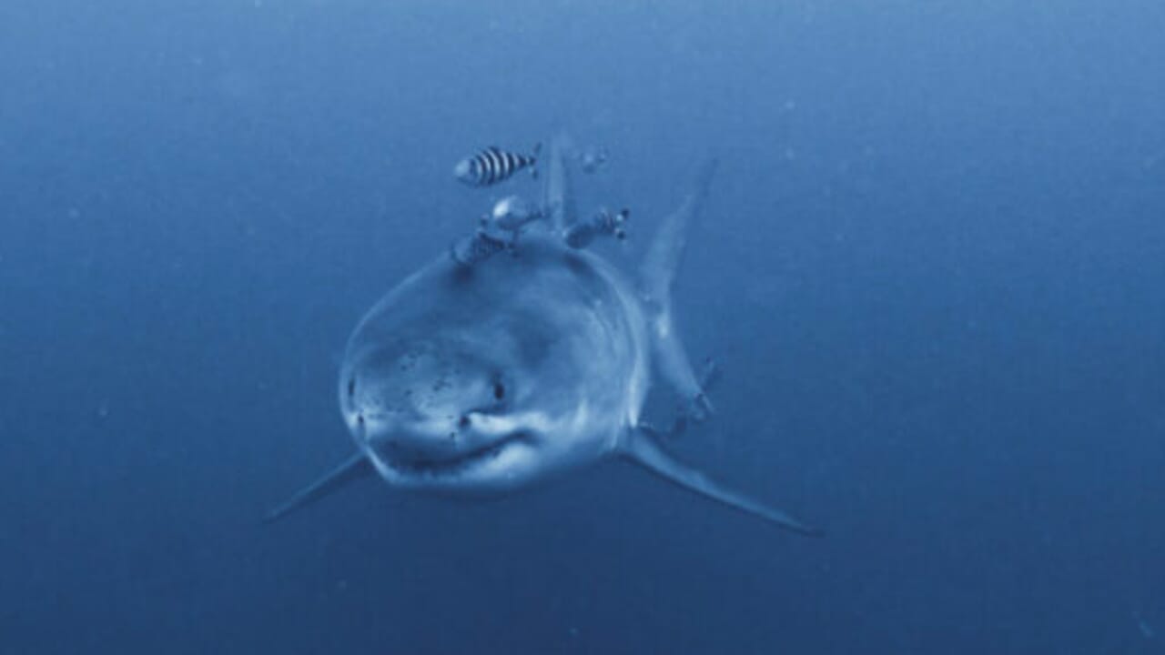 She goes swimming, shark bites off her arm and leg: "She was wearing a deterrent bracelet, but it made no difference"