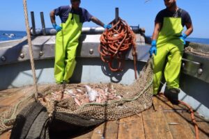 Why Italian fish is so expensive: empty nets, expensive diesel and boiling seas. What’s happening