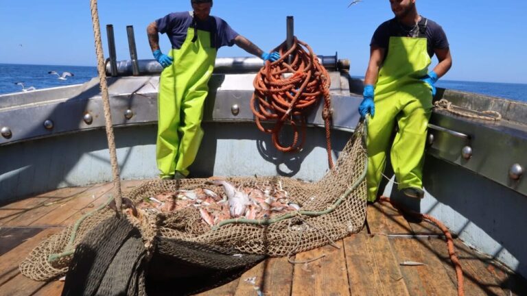 Why Italian fish is so expensive: empty nets, expensive diesel and boiling seas. What's happening