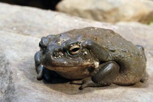 A single spray of toad venom nasal spray appears to relieve depression for weeks