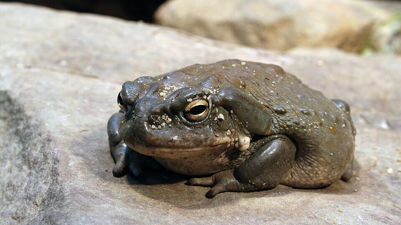 A single spray of toad venom nasal spray appears to relieve depression for weeks