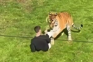 He enters the tiger enclosure and is killed: the tragic video filmed by zoo visitors