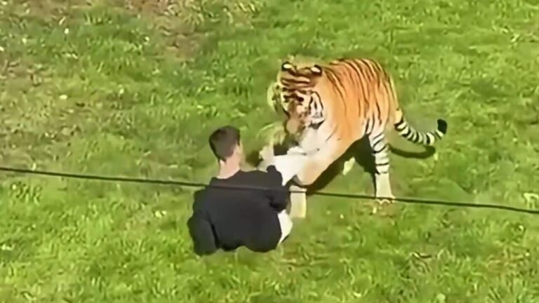 He enters the tiger enclosure and is killed: the tragic video filmed by zoo visitors