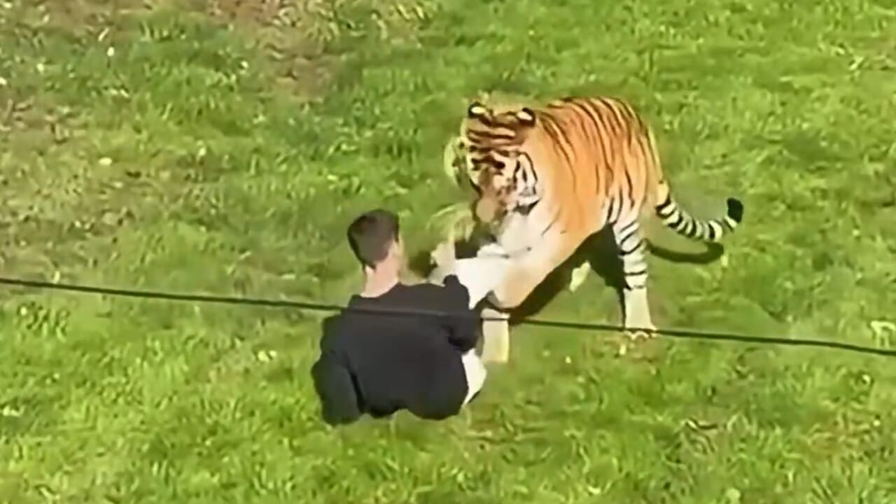 He enters the tiger enclosure and is killed: the tragic video filmed by zoo visitors