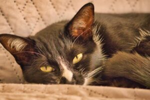 It is confirmed: a cat in the house increases happiness and well-being