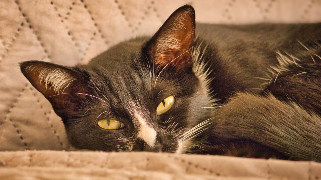 It is confirmed: a cat in the house increases happiness and well-being