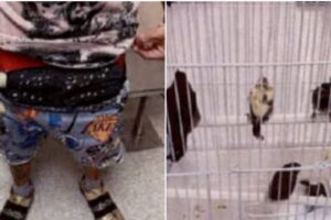 Stopped at the airport for a strange “bulge”: he had 10 live birds in his underwear