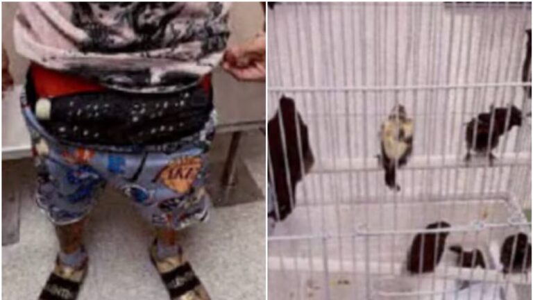 Stopped at the airport for a strange "bulge": he had 10 live birds in his underwear