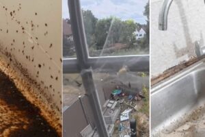 The tenant goes 3 years without paying and devastates the house: “She owes me 65 thousand euros in rent and has done damage for 26 thousand”