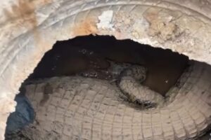 They hear strange noises under the road: in the manhole they discover a caiman. Fear in a Brazilian city