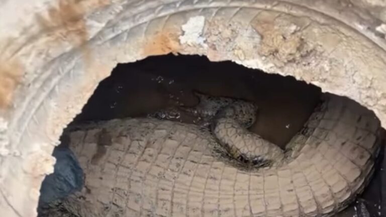 They hear strange noises under the road: in the manhole they discover a caiman. Fear in a Brazilian city